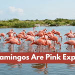 Why Flamingos Are Pink Explained